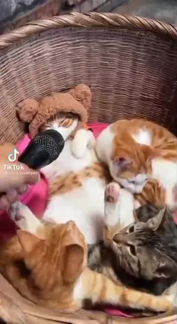 Кошачье интервью с неожиданным звуком