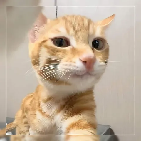 Серьёзный рыжий кот крупным планом