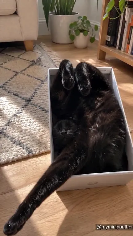 Чёрный кот в коробке