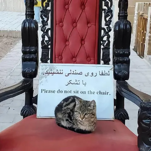 گربه روی صندلی ممنوعه
