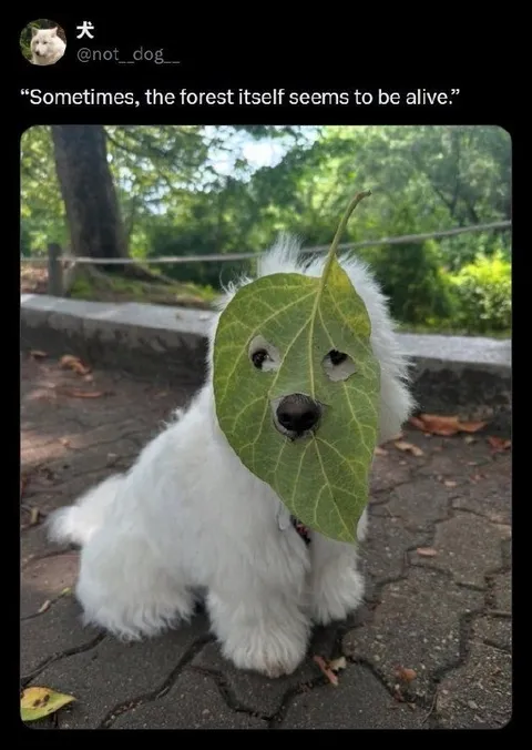 Dog Disguised as a Leaf