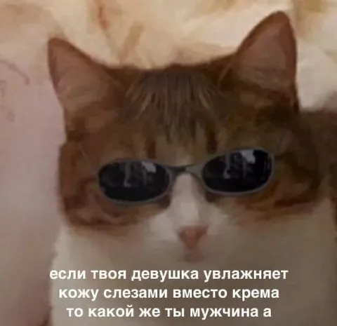 Кот в очках и слезы