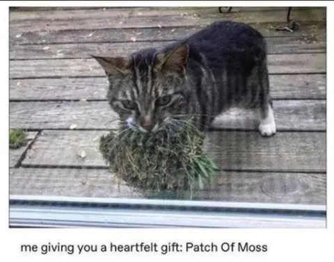 Cat Gives a Heartfelt Gift
