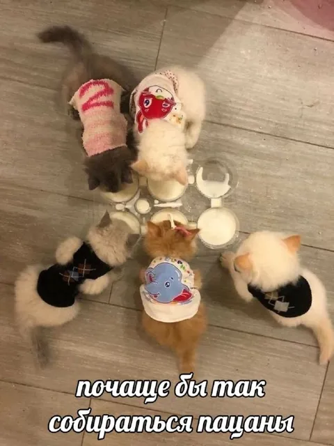 Котята собираются вместе