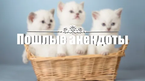Пошлые анекдоты с котятами