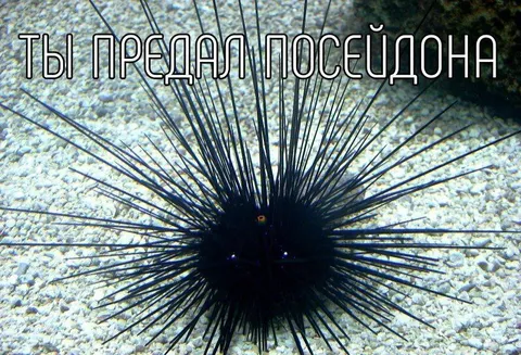 Ты предал Посейдона