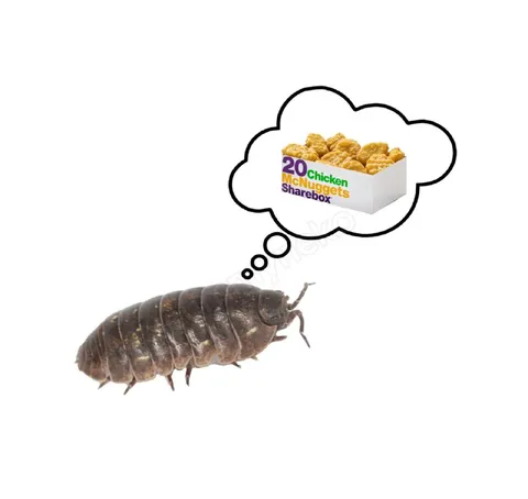 Isopod Thinking About McNuggets