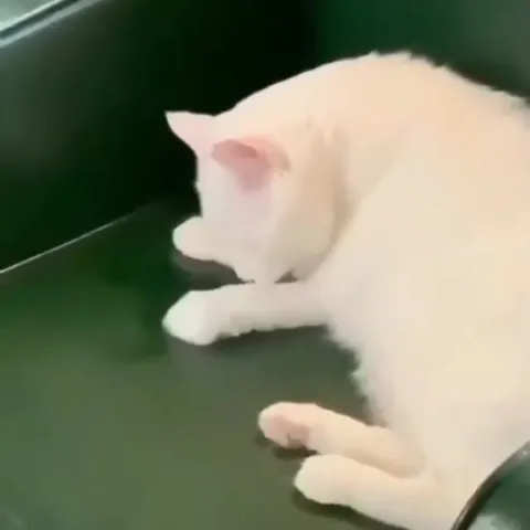 Кот не хочет вставать