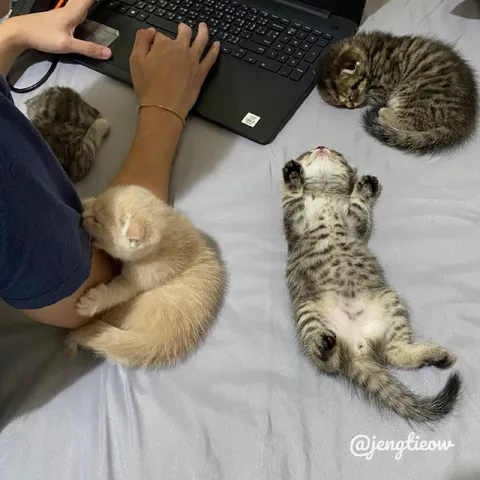 Котята мешают работать