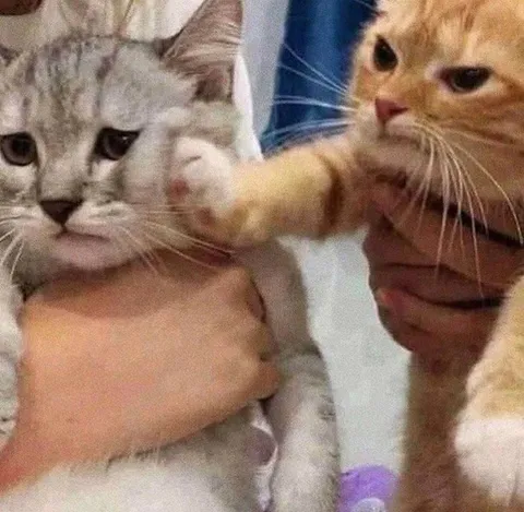 Кот бьёт другого кота