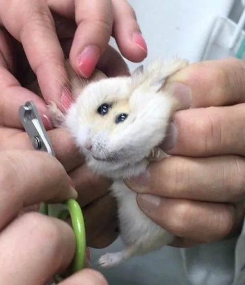Хомяк на стрижке