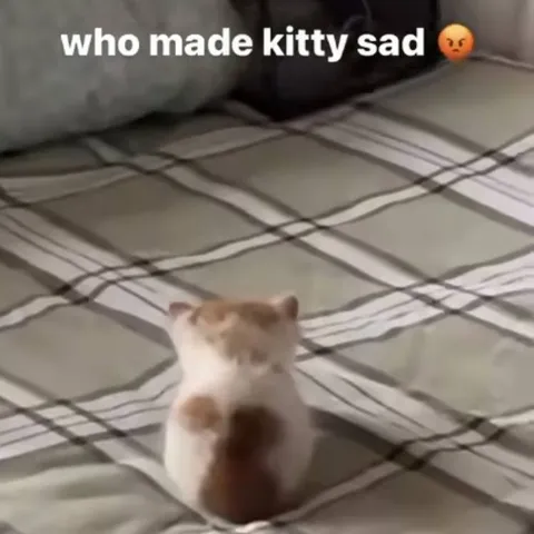 Who Made Kitty Sad