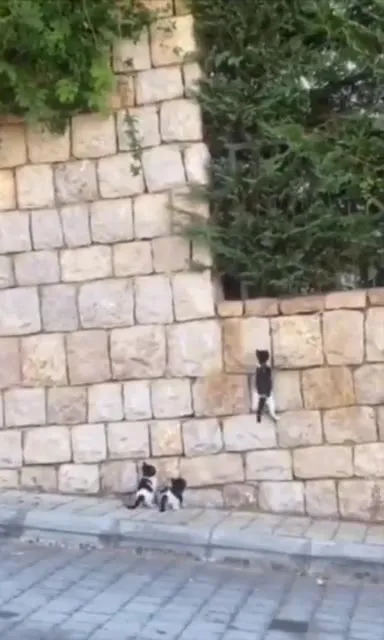 Котята штурмуют стену