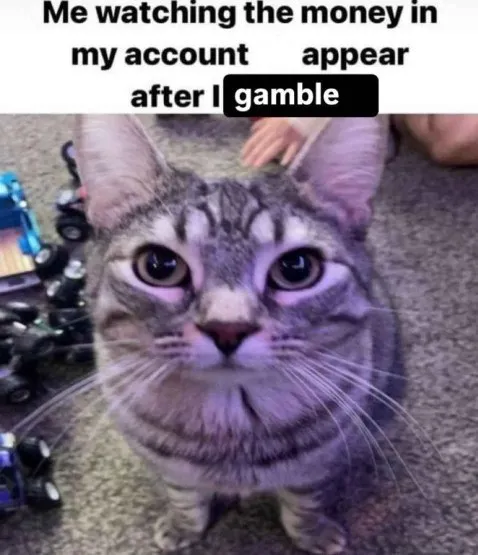 Cat Watching Gambling Winnings
