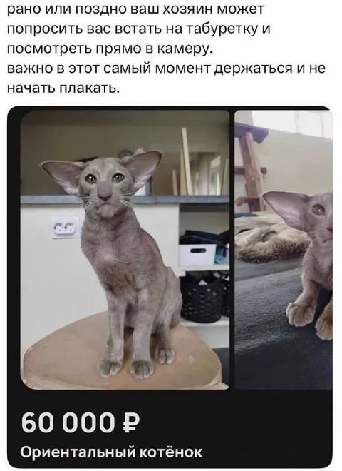 Котёнок смотрит в камеру