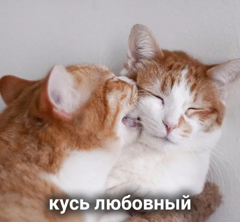 Кусь любовный у котиков