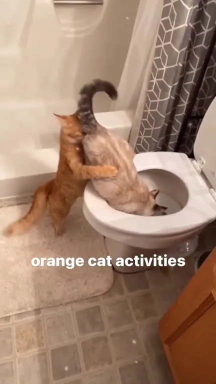 Orange Cat Activities