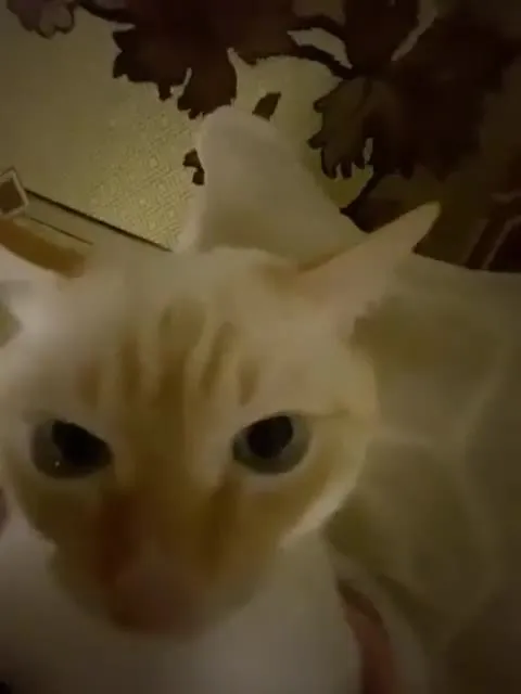Кот пристально смотрит в камеру