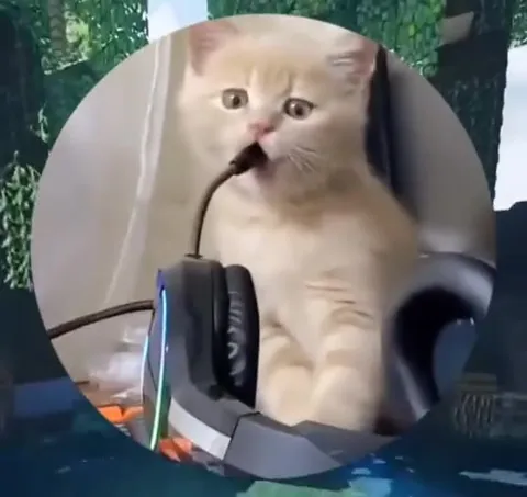 Кот поёт в игровой гарнитуре