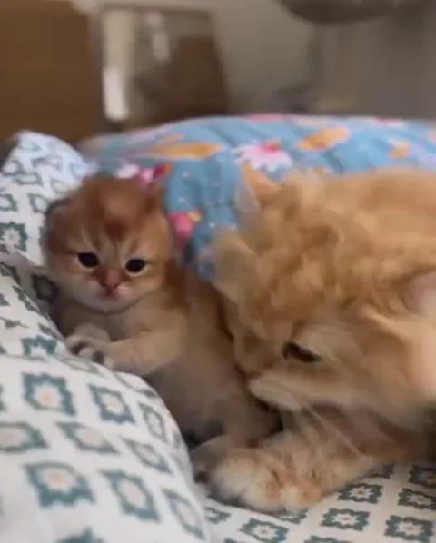 Котёнок обнимает большого кота