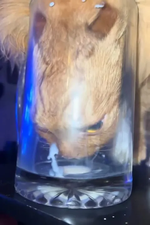 Кот застрял в стакане