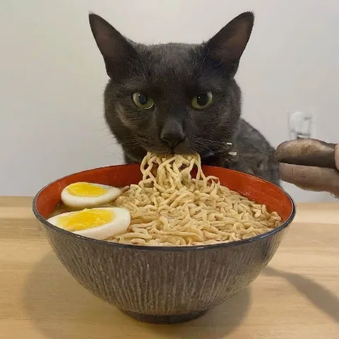 Кот ест лапшу