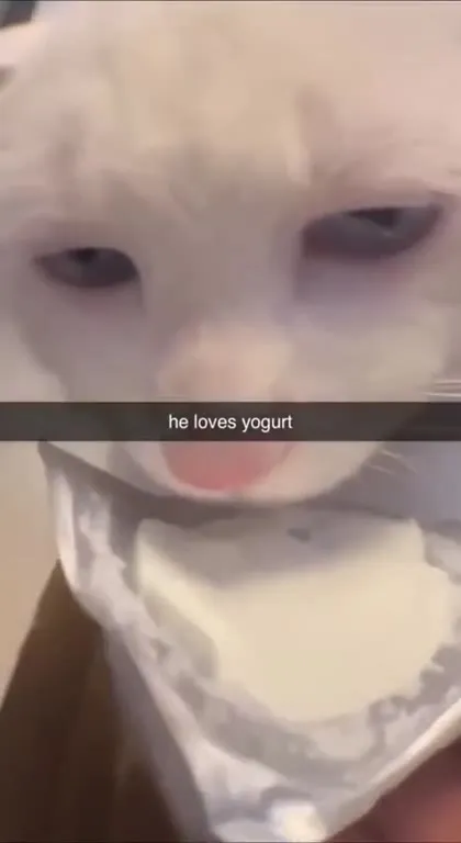 Cat Loves Yogurt
