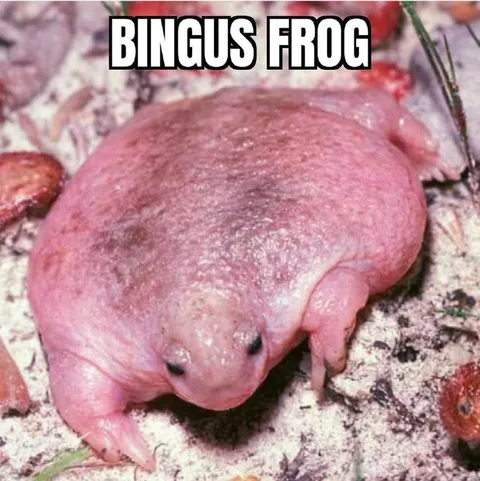 BINGUS FROG