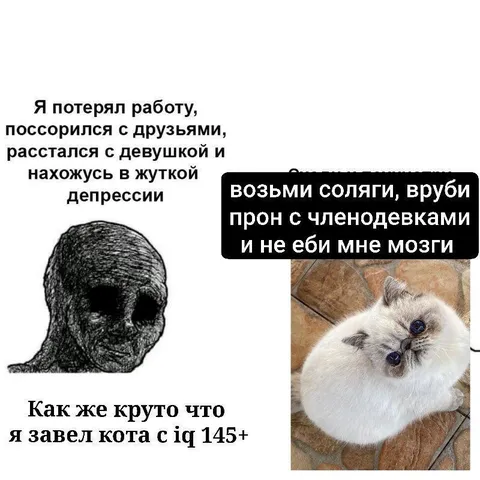 Кот с IQ 145 против депрессии