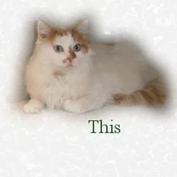 This Fluffy Cat