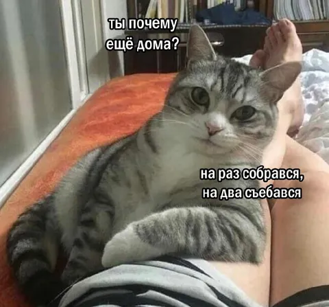 Кот снова остался дома