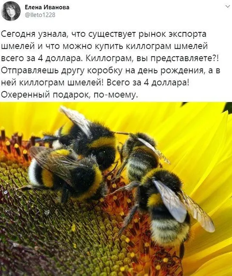 Килограмм шмелей за 4 доллара