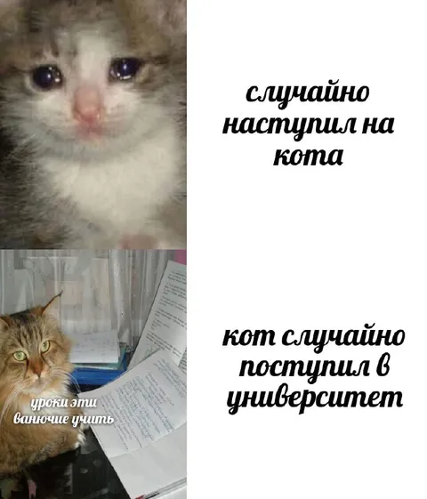 Кот случайно поступил в университет
