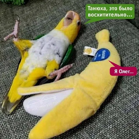 Попугай после восхитительного выступления