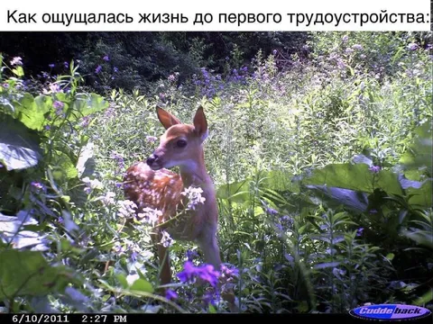 Жизнь до первой работы