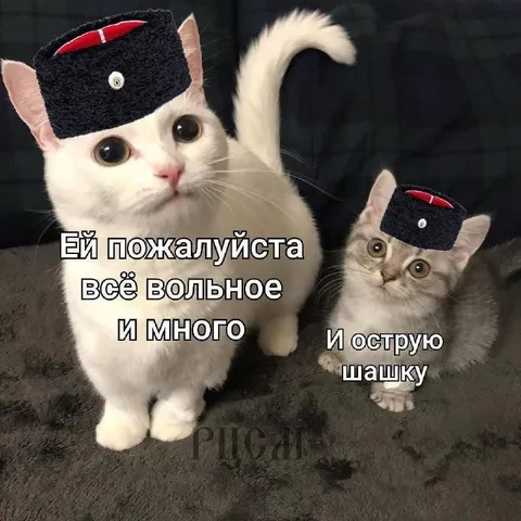 Кот просит всё вольное