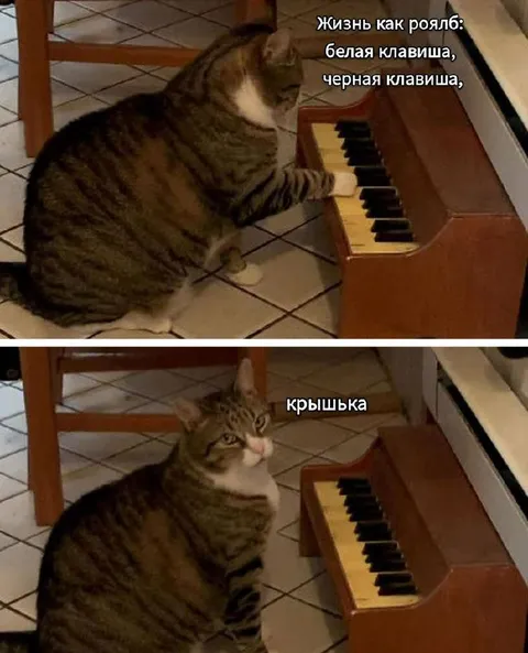 Кот играет на пианино