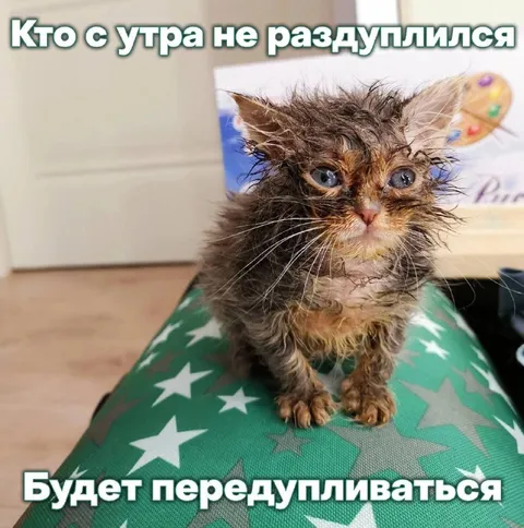 Кот не раздуплился с утра