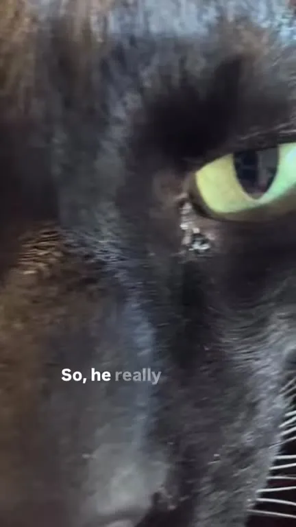 Cat Gives Me Death Stares