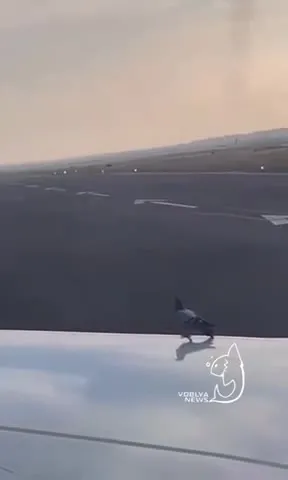 Птица едет на крыле самолёта