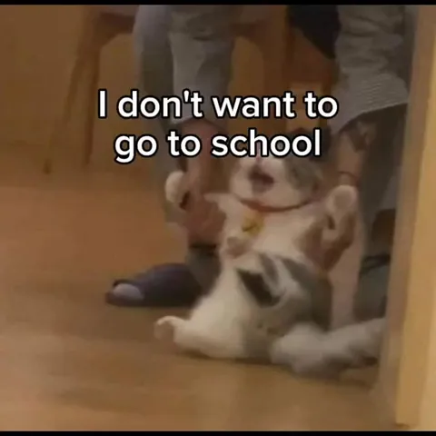 Cats Refuse to Go to School