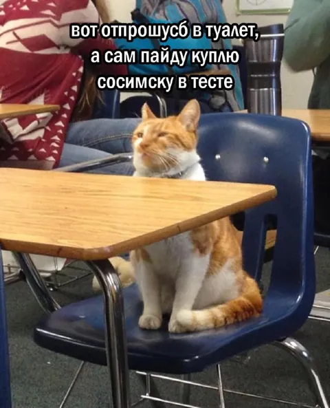 Кот пошёл за сосиской в тесте