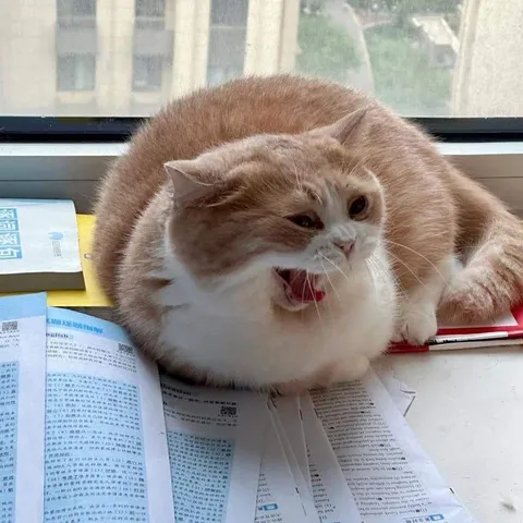 Кот не хочет учиться
