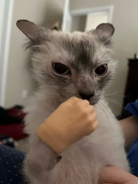 Кот кусает руку