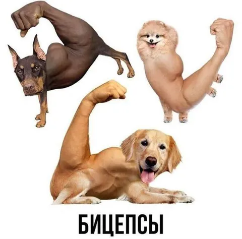 Бицепсы у собак