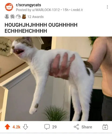 Screaming Cat Being Held