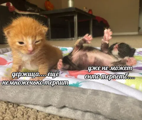 Котёнок ещё терпит