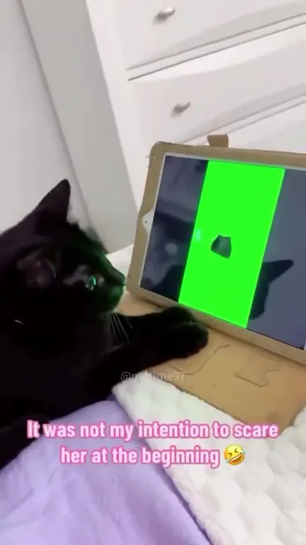 Cats Watching OIIA OIIA Cat