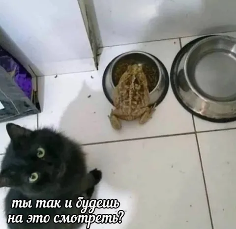 Кот смотрит на лягушку