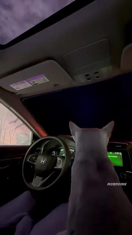 Cat Needs a PlayStation Disc